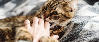 The kitten bites and scratches - reasons and what to do