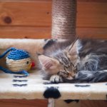 Maine Coon kitten in a house