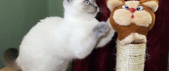 kitten on a scratching post