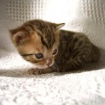 Kitten on a diaper