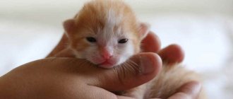 Kitten in arms