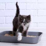 The kitten does not go to the litter box - what to do? Reasons why a kitten does not want to go to the litter box and how to eliminate them 