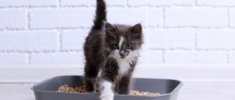 The kitten does not go to the litter box - what to do? Reasons why a kitten does not want to go to the litter box and how to eliminate them 