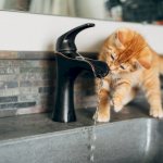 Kitten drinks from the tap