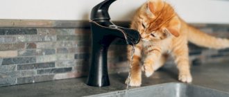 Kitten drinks from the tap