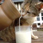 Котёнок пьёт молоко, которое наливают из крынки