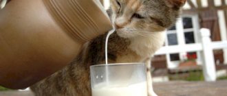 A kitten drinks milk that is poured from a jug.