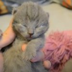 Kitten with closed eyes