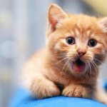 The kitten is breathing heavily: reasons, what to do. Features of kitten breathing, why the kitten suddenly began to breathe heavily and with difficulty - first aid for a pet 