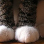 Cats crush a person with their paws, splashing out negative