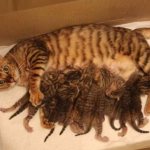 It is better to wean kittens from their mother after 2 months