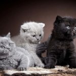 British kittens