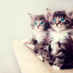Maine Coon kittens boy and girl
