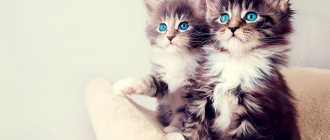 Maine Coon kittens boy and girl