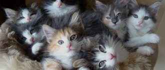 Norwegian Forest Cat kittens