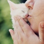 Kittens smell better than adult cats