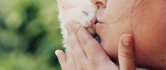 Kittens smell better than adult cats
