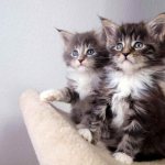 Kittens sitting