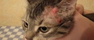 Skin diseases in cats: photos, signs and treatment, description...