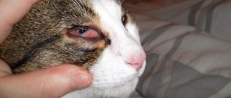 Кровь в глазу у кошки