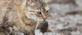 Круче любой мышеловки - Какая кошка лучше всего ловит мышей?