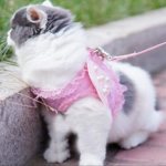 Angel Wings or how to sew a harness for a cat - step by step