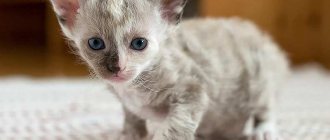 Laperm kitten photo - buy a kitten La Perm
