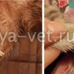 treatment of purulent wounds in cats