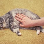 Лечение печеночной недостаточности у кошек