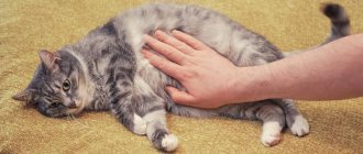 Лечение печеночной недостаточности у кошек