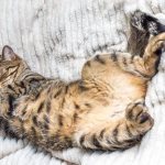 лечение вздутия живота у кота или кошки зависит от причины