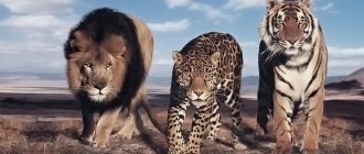 Lion, leopard, tiger