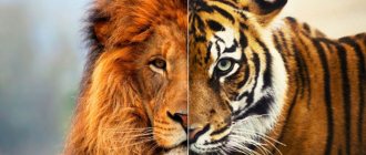 Лев тигрица