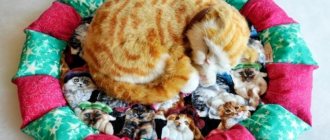 DIY cat bed: 11 simple ideas