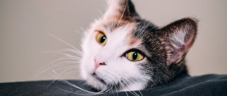 false pregnancy in cats
