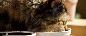 The best foods for sterilized cats