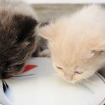 Little kittens drink milk
