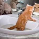 A small kitten can be introduced to water in the sink