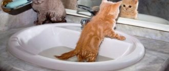Маленького котёнка можно знакомить с водой в раковине