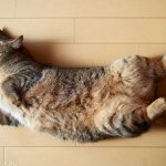 Мастит у кошки: признаки, как лечить, профилактика