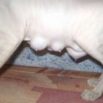 Mastitis in a cat