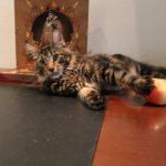 Maine Coon eats and eats