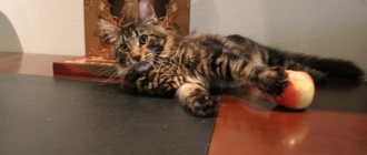 Maine Coon eats and eats