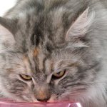 Maine Coon eats