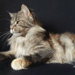 Maine Coon and pregnancy