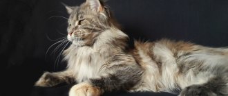 Maine Coon and pregnancy