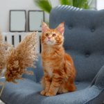 Maine Coon kitten, photo photo of a cat