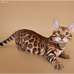 Small Bengal1