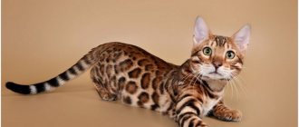 Small Bengal1