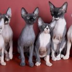 Menu for the Sphynx: how to properly create a diet for naked breeds of cats